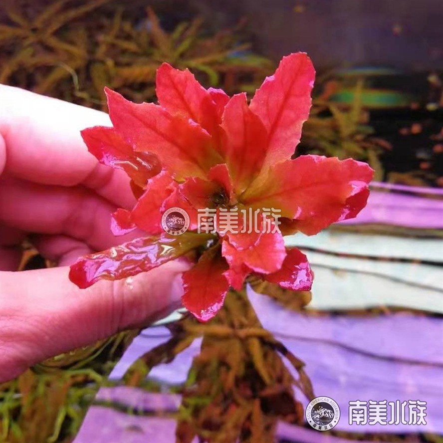 北美魚缸造景：北美魚缸造景之造景技巧 北美魚缸造景：北美魚缸造景之造景技巧 魚缸百科 第1張