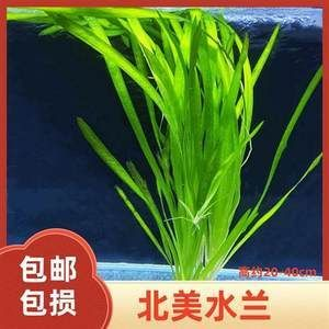 北美魚缸造景：北美魚缸造景之造景技巧 北美魚缸造景：北美魚缸造景之造景技巧 魚缸百科 第4張
