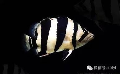 虎魚壁紙：虎魚動態壁紙