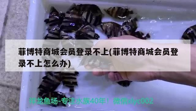 菲博特商城會員登錄不上(菲博特商城會員登錄不上怎么辦)