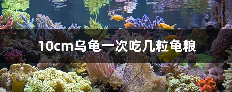 10cm烏龜一次吃幾粒龜糧