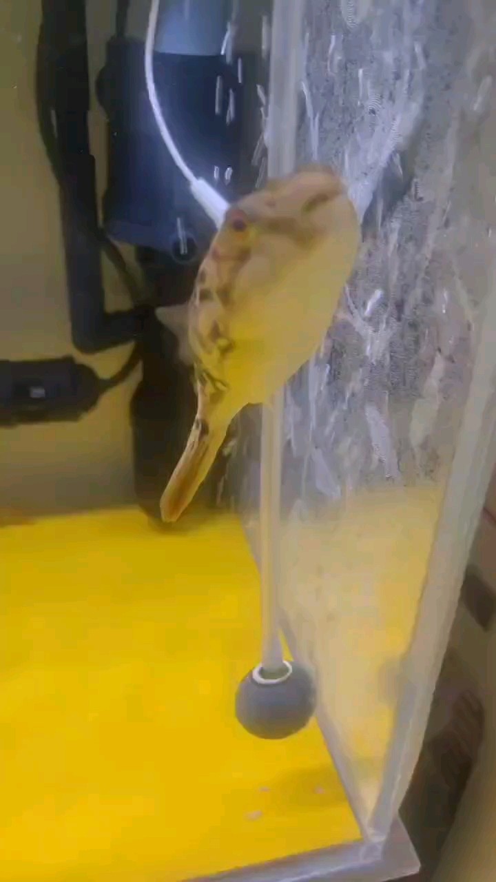 剛換了水，是不安，還是興奮？