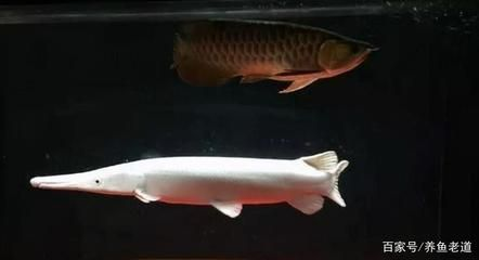 大魚缸工具魚：養(yǎng)護大型魚缸時，選擇合適的工具魚不僅能幫助清理魚缸