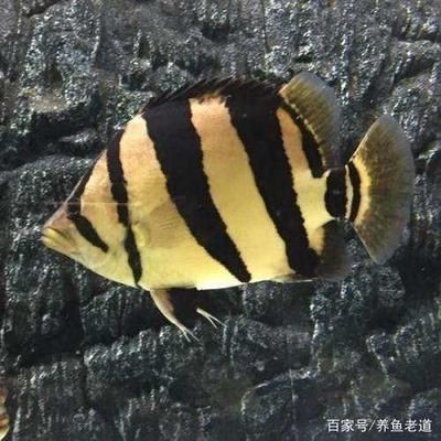 虎魚能吃么：印尼虎魚能吃么，虎魚能吃么，