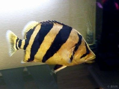 虎魚能吃么：印尼虎魚能吃么，虎魚能吃么，