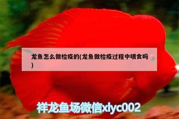 龍魚檢疫先做內寄還是外寄好呢vs祥龍魚場：“龍魚檢疫先做內寄還是外寄好呢vs祥龍魚場”的直接答案