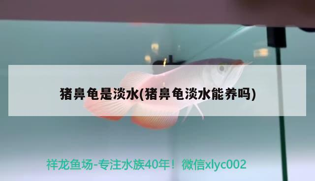 豬鼻龜是淡水(豬鼻龜淡水能養嗎)