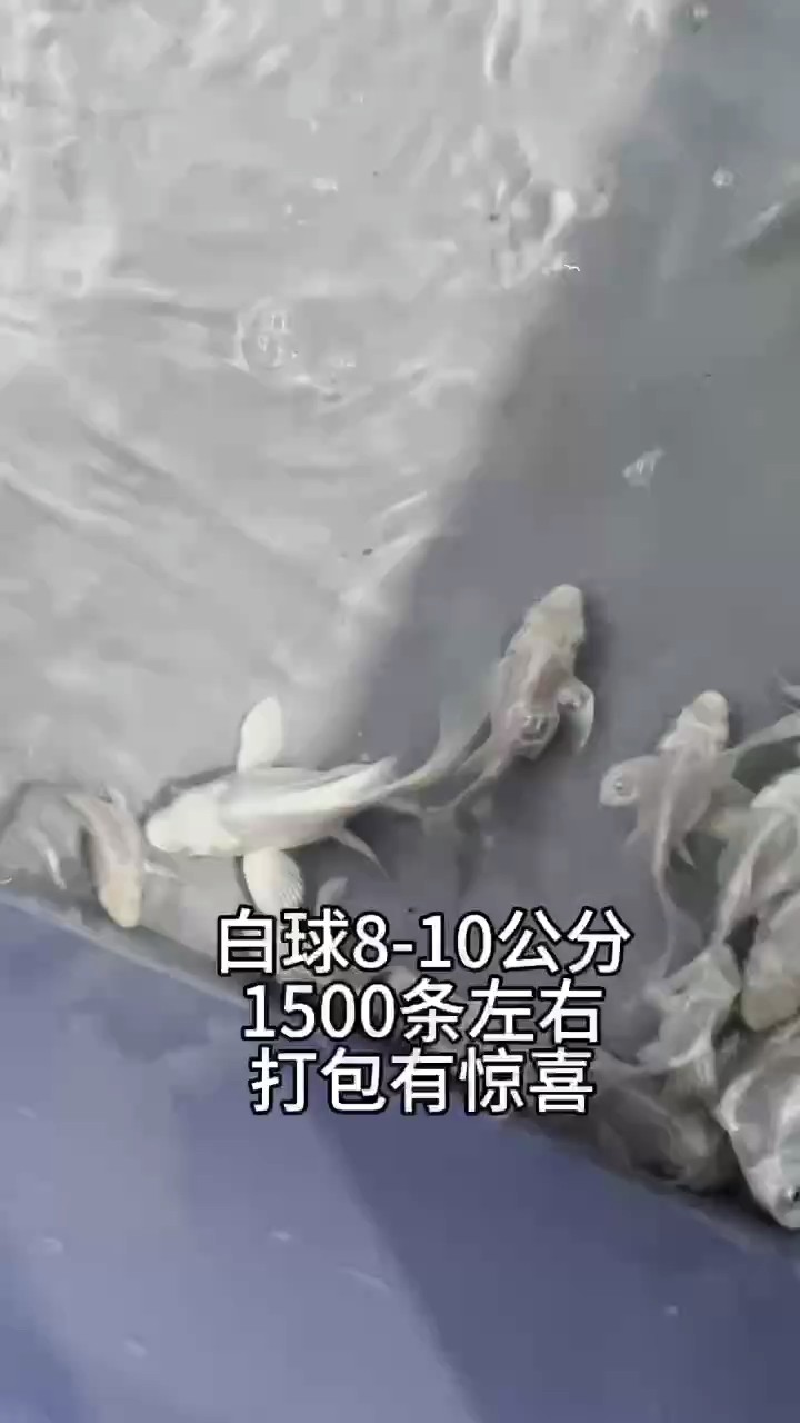 白球蝴蝶鯉8-10公分