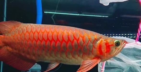 紅龍魚翹頭：關于紅龍魚翹頭的一些詳細信息 紅龍魚翹頭：關于紅龍魚翹頭的一些詳細信息 紅龍魚百科 第4張