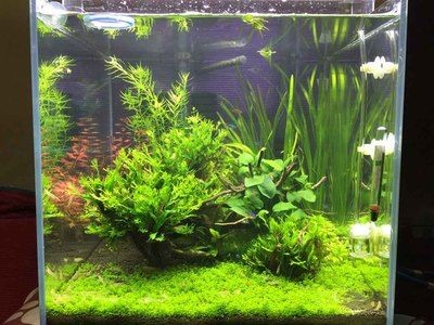 博龍魚缸怎么樣，博龍魚缸是一個值得考慮的選擇， 博龍魚缸怎么樣，博龍魚缸是一個值得考慮的選擇， 魚缸百科 第5張