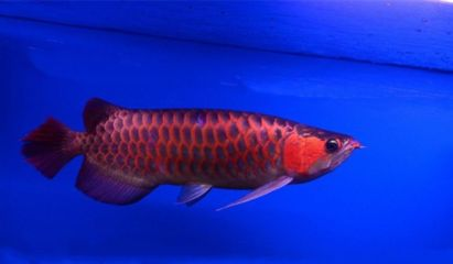紅龍魚的最佳溫度是多少度:紅龍魚水溫過高的危害 紅龍魚百科 第3張 紅龍魚的最佳溫度是多少度:紅龍魚水溫過高的危害 紅龍魚的最佳溫度是多少度:紅龍魚水溫過高的危害 紅龍魚百科 第3張
