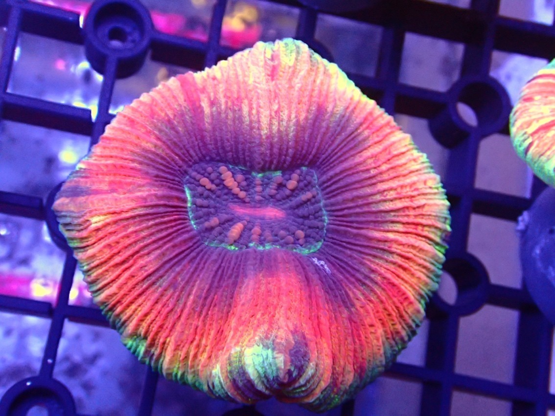8字腦 龍魚論壇 第4張 8字腦 8字腦 龍魚論壇 第4張