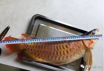 龍魚多少度合適養