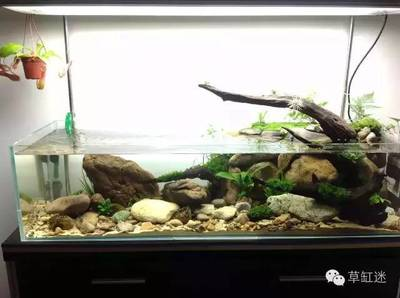 魚缸的水怎么才能清澈（魚缸的水怎么才能清澈一點(diǎn)）