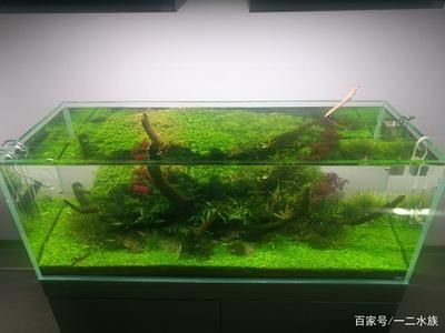 35魚缸造景買什么：魚缸造景基本步驟