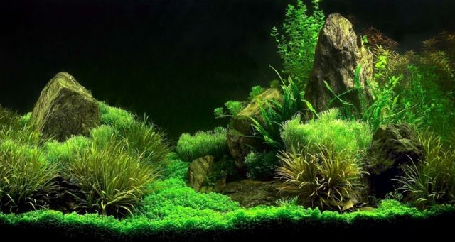 35魚缸造景買什么：魚缸造景基本步驟