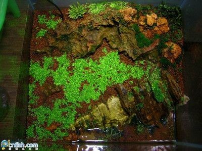 35魚缸造景買什么：魚缸造景基本步驟