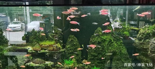 50的魚缸養多少斑馬魚：50厘米的斑馬魚適宜養殖360條斑馬魚的適宜養殖密度