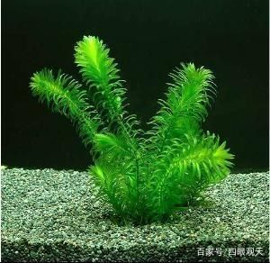 常見的魚缸水草：皇冠草和皇冠草的養(yǎng)護(hù)方法