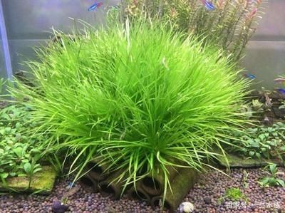 常見的魚缸水草：皇冠草和皇冠草的養(yǎng)護(hù)方法