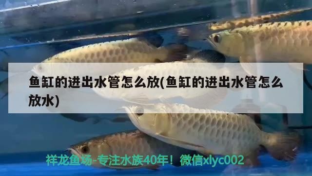魚缸的進出水管怎么放(魚缸的進出水管怎么放水) 魚缸的進出水管怎么放(魚缸的進出水管怎么放水) 魚缸百科