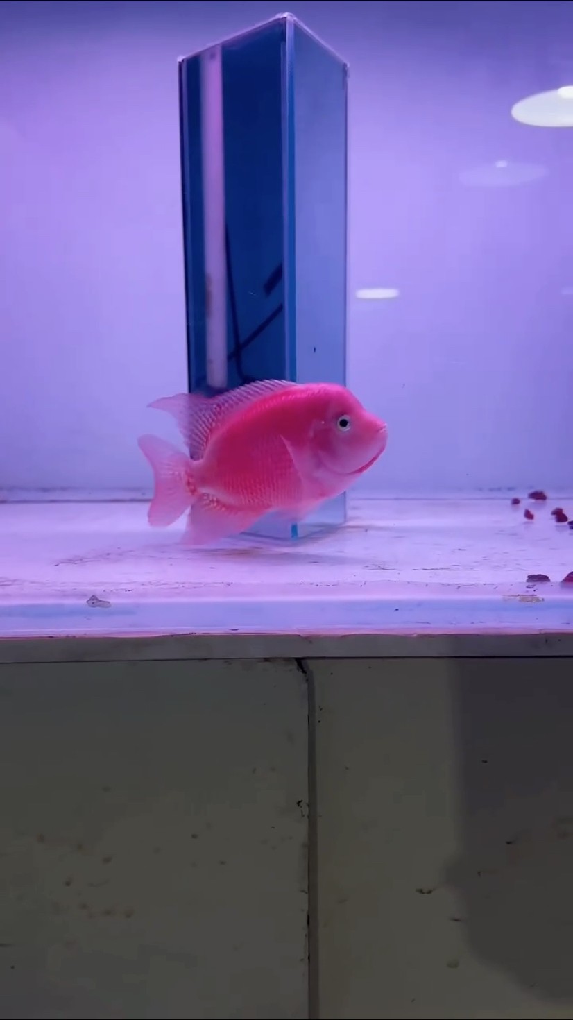 進口紅馬羅漢魚