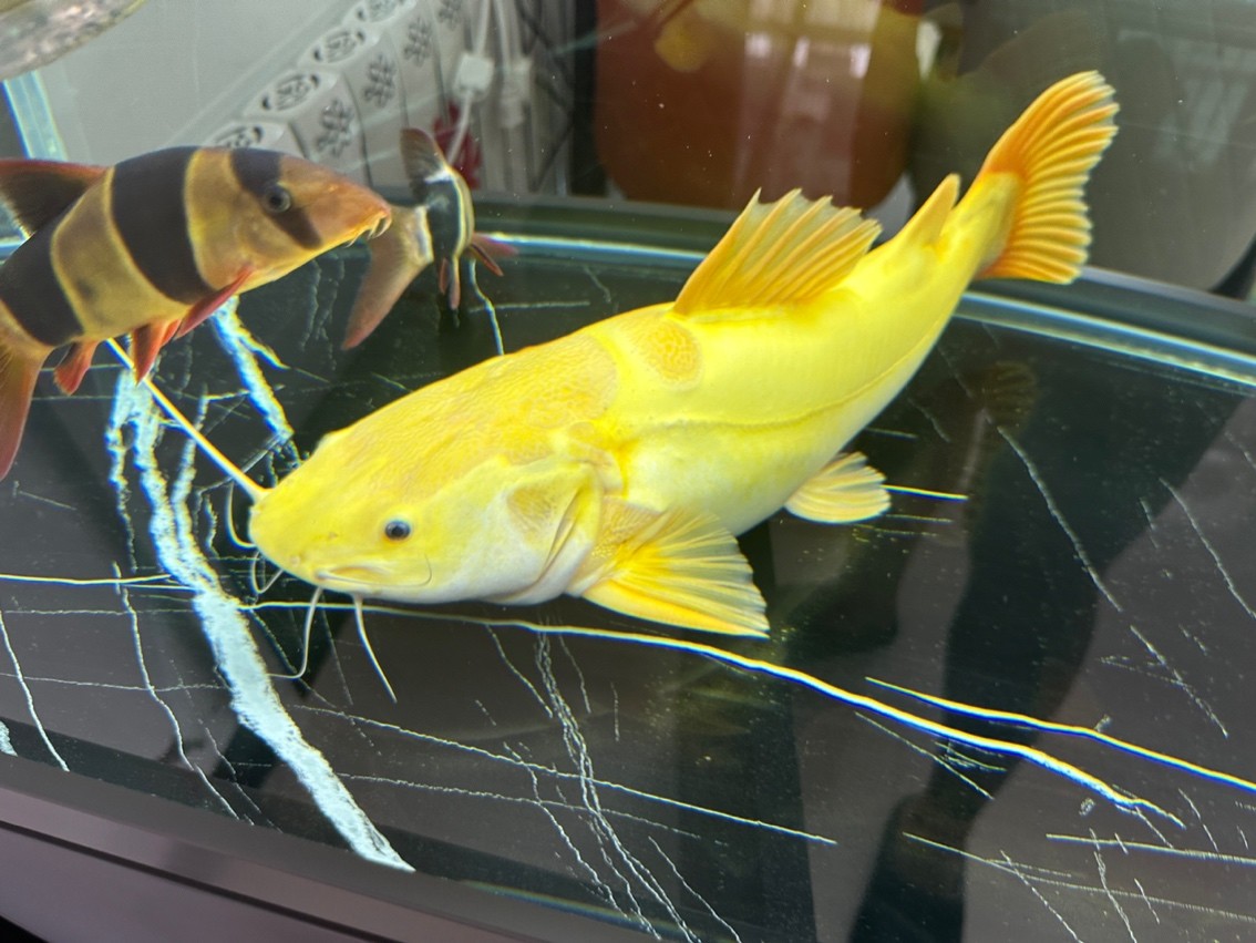 黃金招財貓魚 龍魚論壇 第2張 黃金招財貓魚 黃金招財貓魚 龍魚論壇 第2張