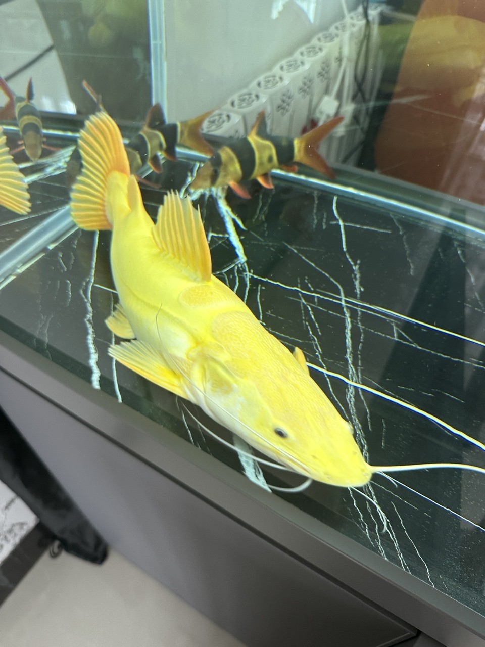 黃金招財貓魚 龍魚論壇 第3張 黃金招財貓魚 黃金招財貓魚 龍魚論壇 第3張