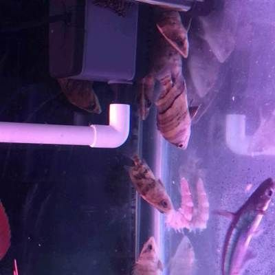 虎魚黑缸眼睛：虎魚在黑缸中飼養時，眼睛會發生變化嗎？