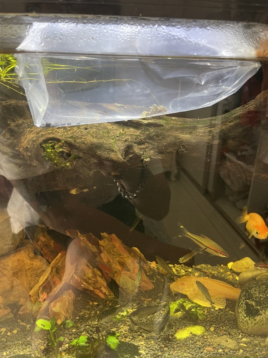 清道夫入缸記錄 清道夫入缸記錄 龍魚論壇