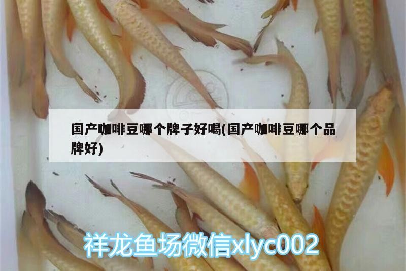 國產咖啡豆哪個牌子好喝(國產咖啡豆哪個品牌好)