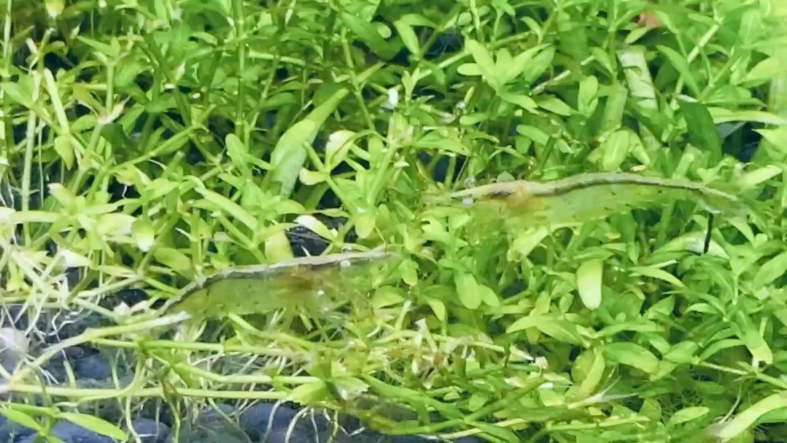 龍魚怕什么 生態環境 龍魚論壇 生態環境 生態環境 龍魚論壇