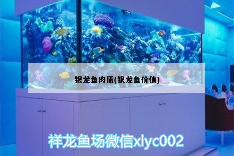 銀龍魚肉質(銀龍魚價值)