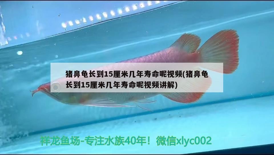 豬鼻龜長到15厘米幾年壽命呢視頻(豬鼻龜長到15厘米幾年壽命呢視頻講解)