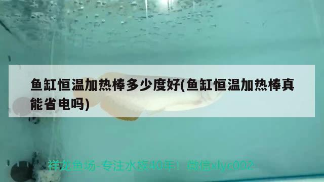 鸚鵡魚 魚缸恒溫加熱棒多少度好(魚缸恒溫加熱棒真能省電嗎) iwish愛唯希品牌魚缸 魚缸恒溫加熱棒多少度好(魚缸恒溫加熱棒真能省電嗎) 魚缸恒溫加熱棒多少度好(魚缸恒溫加熱棒真能省電嗎) iwish愛唯希品牌魚缸