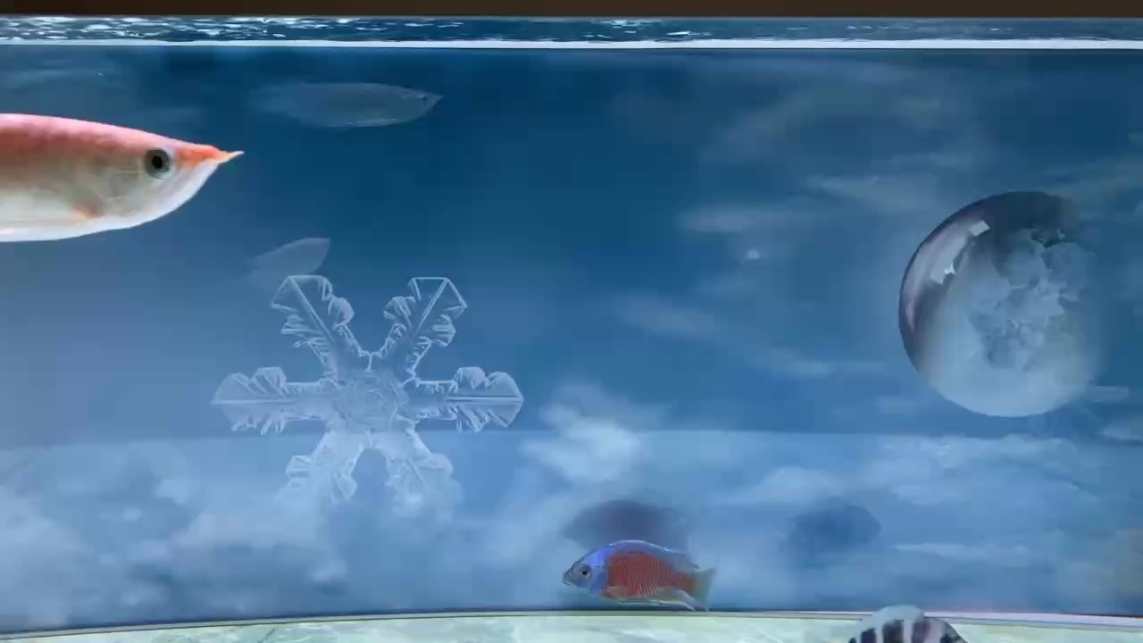 小龍魚(yú)到家第一口，狀態(tài)超級(jí)好！