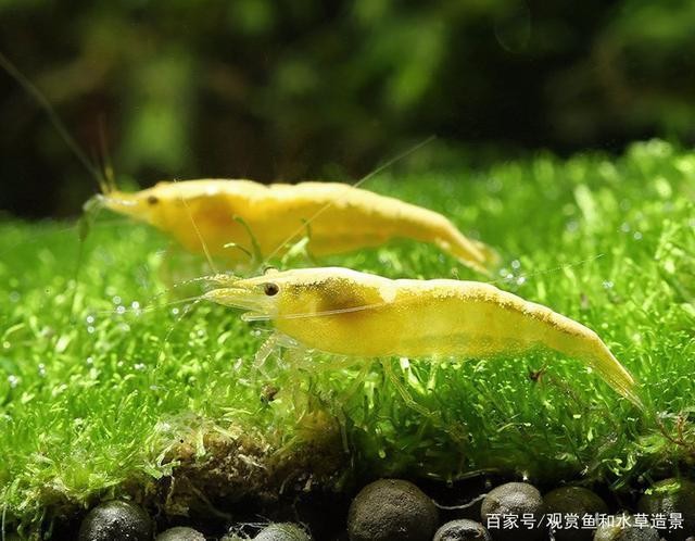愛唯希魚缸專賣店在哪里有買（愛唯希魚缸專賣店在哪里有買的）