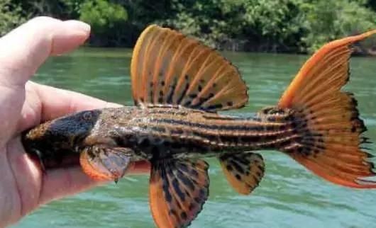 什么叫半套魟魚:什么是半套魟魚 魟魚百科 第2張 什么叫半套魟魚:什么是半套魟魚 什么叫半套魟魚:什么是半套魟魚 魟魚百科 第2張