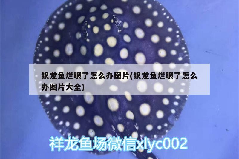 銀龍魚爛眼了怎么辦圖片(銀龍魚爛眼了怎么辦圖片大全)