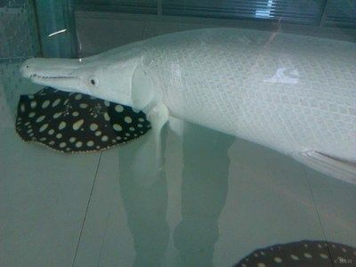 魟魚身上有白膜：關(guān)于魟魚身上有白膜的問題