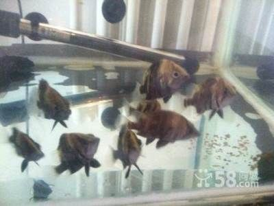 5厘米虎魚喂什么好：5厘米虎魚的最佳喂養(yǎng)方式 5厘米虎魚喂什么好：5厘米虎魚的最佳喂養(yǎng)方式 虎魚百科 第3張