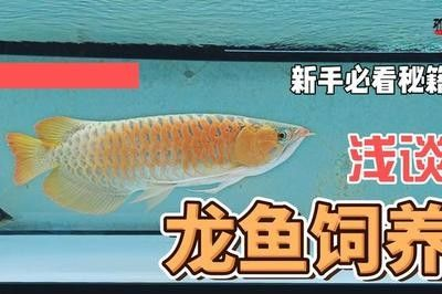 龍魚的飼養溫度和注意事項有哪些 龍魚百科 第1張 龍魚的飼養溫度和注意事項有哪些 龍魚的飼養溫度和注意事項有哪些 龍魚百科 第1張