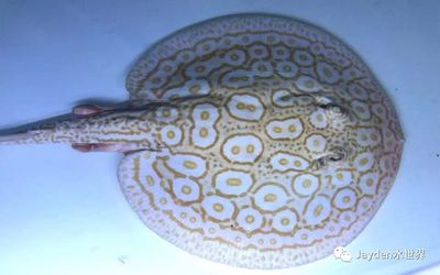 魟魚(yú)脫膜怎么辦：如何處理[需手動(dòng)填充]魚(yú)脫膜