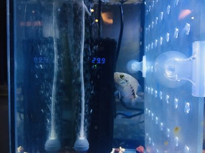 魟魚出生多大：魟魚出生時的大小一般在多大？