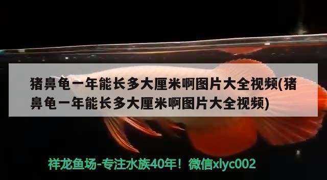 豬鼻龜一年能長多大厘米啊圖片大全視頻(豬鼻龜一年能長多大厘米啊圖片大全視頻)