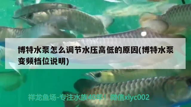 魚缸過濾器選購指南:自制魚缸過濾器魚缸上置過濾器對于養魚愛好者的必備知識 博特水泵怎么調節水壓高低的原因(博特水泵變頻檔位說明) 博特水族 博特水泵怎么調節水壓高低的原因(博特水泵變頻檔位說明) 博特水泵怎么調節水壓高低的原因(博特水泵變頻檔位說明) 博特水族