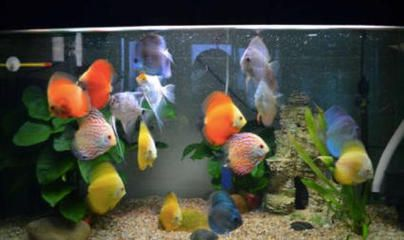 龍魚生病會有什么癥狀？，如何判斷龍魚生??？ 龍魚生病會有什么癥狀？，如何判斷龍魚生病？ 龍魚百科 第1張