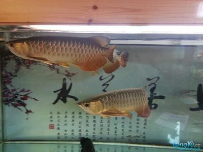 金龍魚和虎魚可以和什么魚混養一起：金龍魚和虎魚可以和什么魚混養