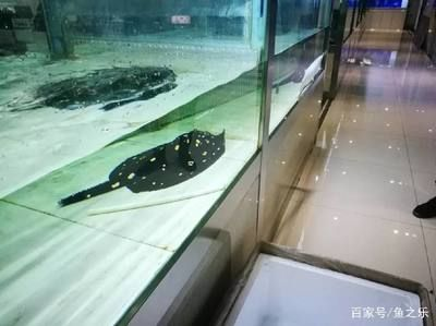 魟魚腹水癥狀：如何判斷[需手動填充]魚腹水癥狀