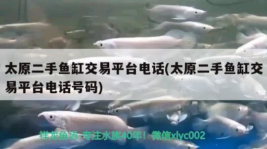 太原二手魚缸交易平臺電話(太原二手魚缸交易平臺電話號碼)